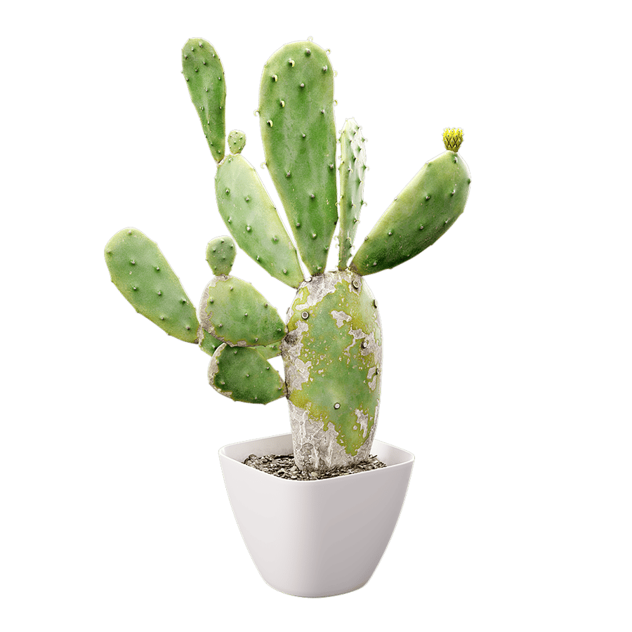 Imperfect Prickly Pear Cactus Potted Plant Model