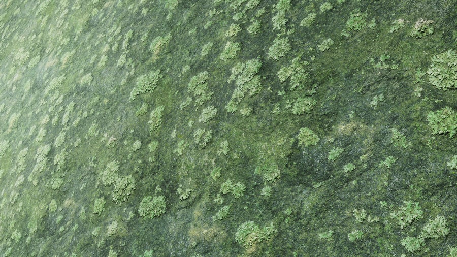 Textura de rocha musgosa