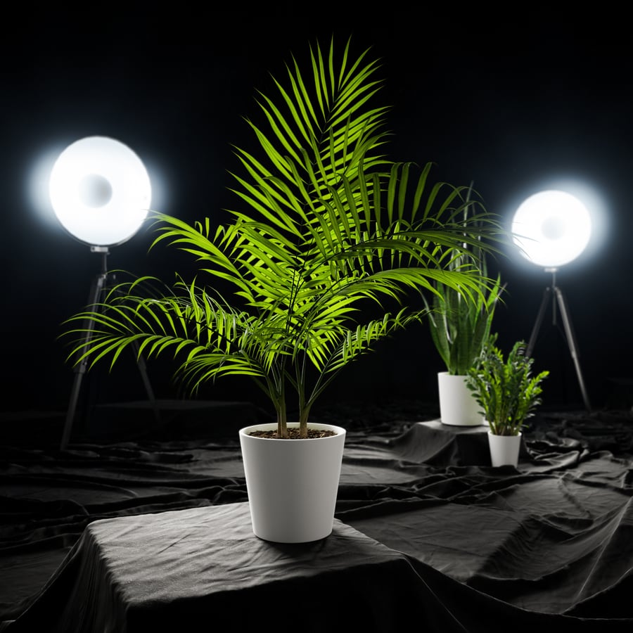 Planta em vaso Bangalow Palm Modelo