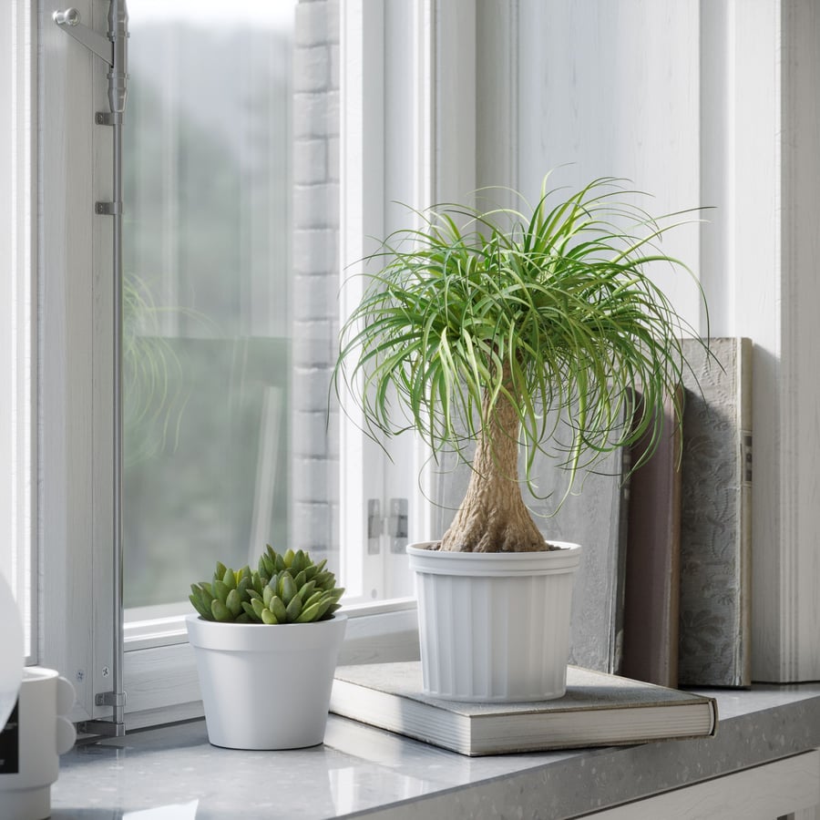 Planta de palmeira rabo de cavalo modelo
