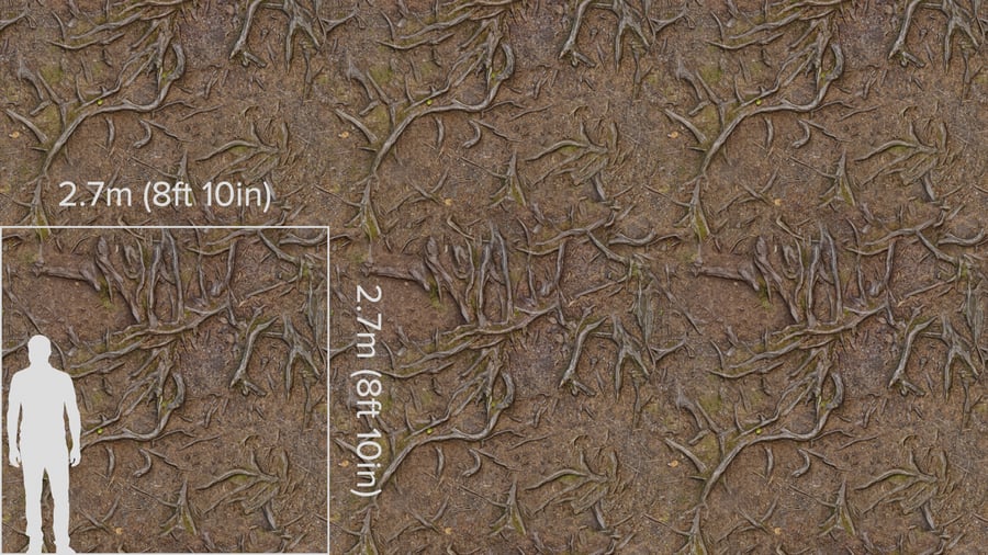 Textura de raízes de árvores na floresta