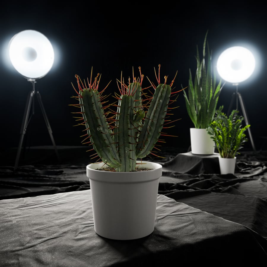 Planta em vaso Euphorbia Cactus Modelo