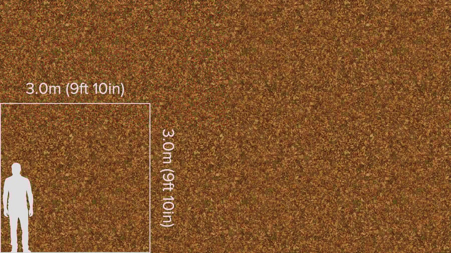 Textura de folhas secas de olmo