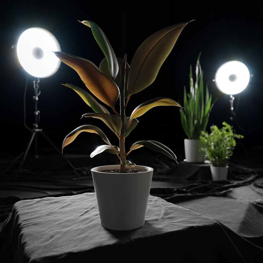 Modelo de planta de borracha