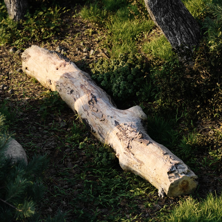 Medium Bare Conifer Log Model