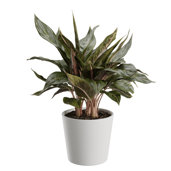 Aglaonema Plant Model