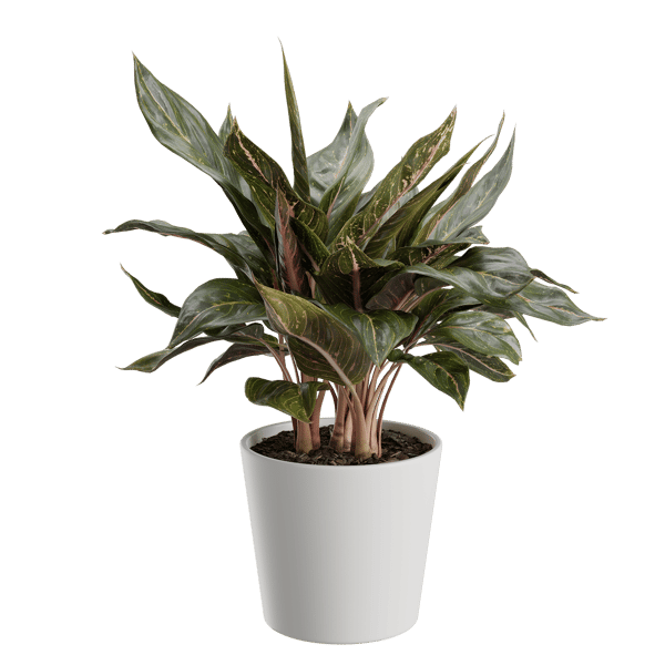Aglaonema növény modell
