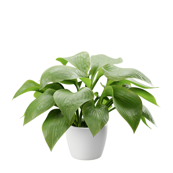 オオバコ鉢植えモデル