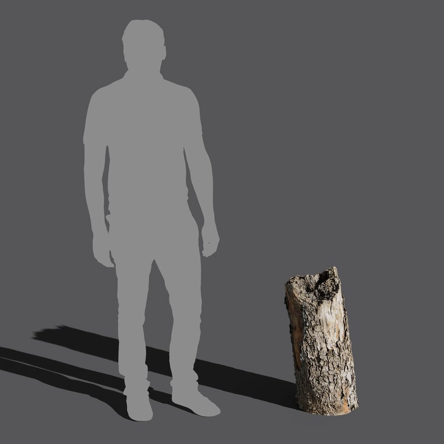 Střední rozbitý odlupující se model kmene jehličnanu