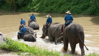 Bareback Elephant Riding excursion in Thailand