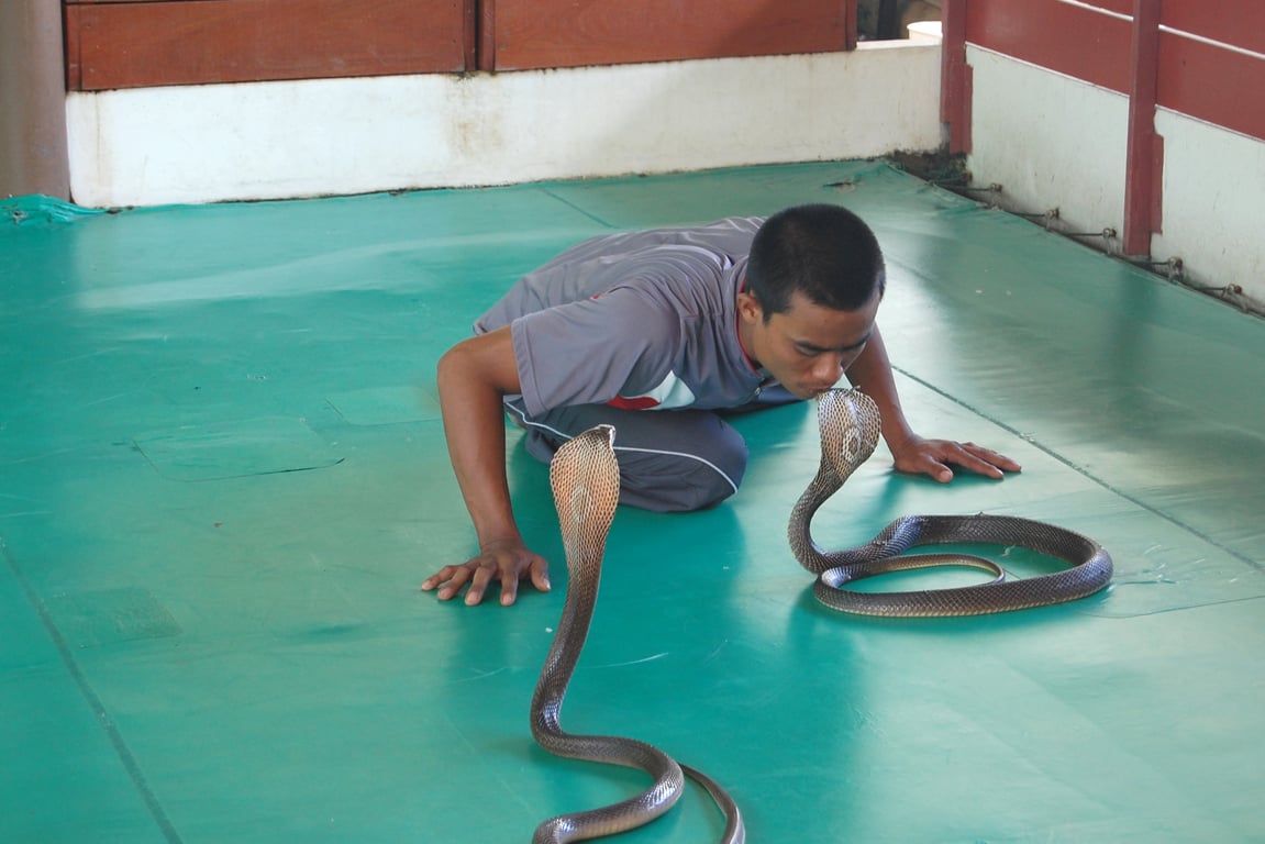 Snake Farm in Phuket gallery image 1