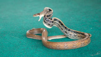 Snake Farm in Phuket point of interest in Thailand