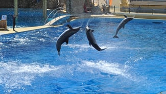 Nemo Dolphin Phuket Show point of interest in Thailand