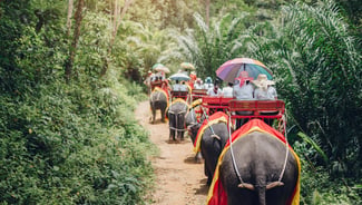 Elephant Trekking in Phuket activity in Thailand
