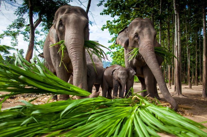 Elephant Jungle Sanctuary in Phuket gallery image 1