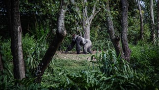 Gibbon Rehabilitation Project point of interest in Thailand