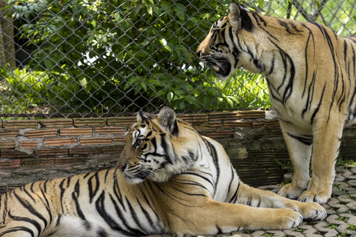 Tiger Kingdom Phuket gallery image 1