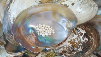 Phuket Seashell Museum point of interest in Thailand