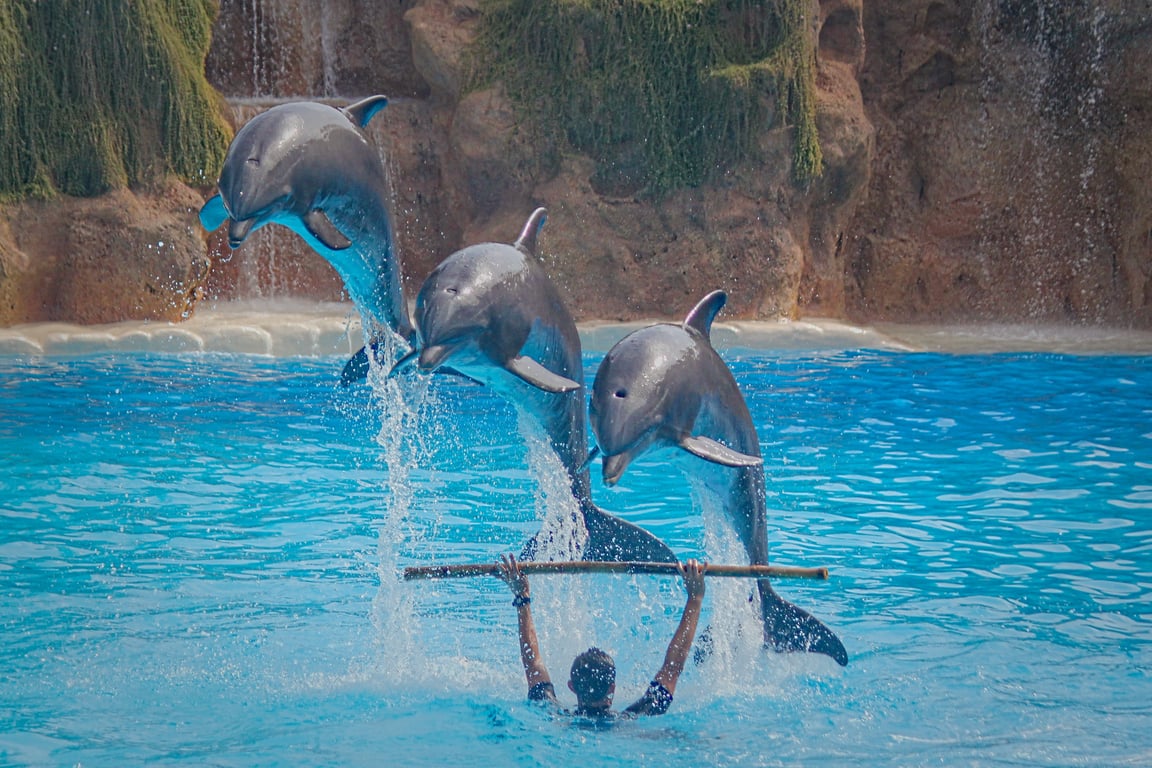 Nemo Dolphin Phuket Show gallery image 1