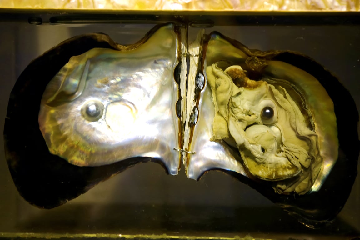 Phuket Seashell Museum gallery image 1