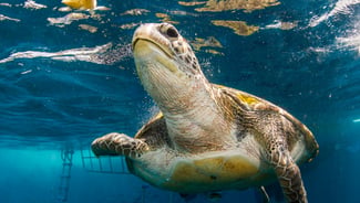 Mai Khao Marine Turtle Foundation point of interest in Thailand