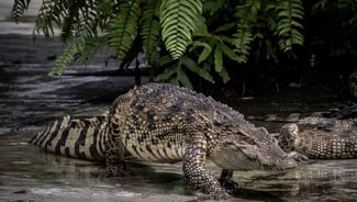 Crocodile World Phuket point of interest in Thailand