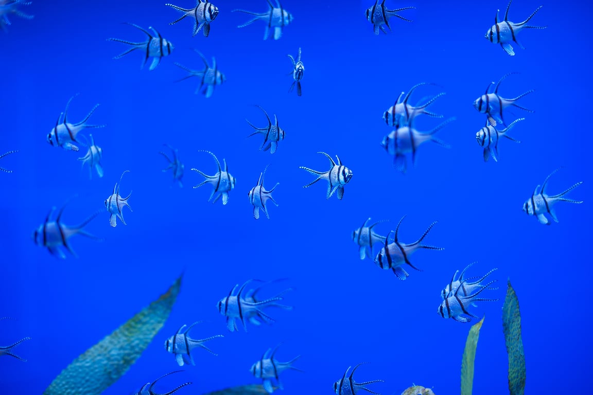 Sea Life Bangkok Ocean World gallery image 1