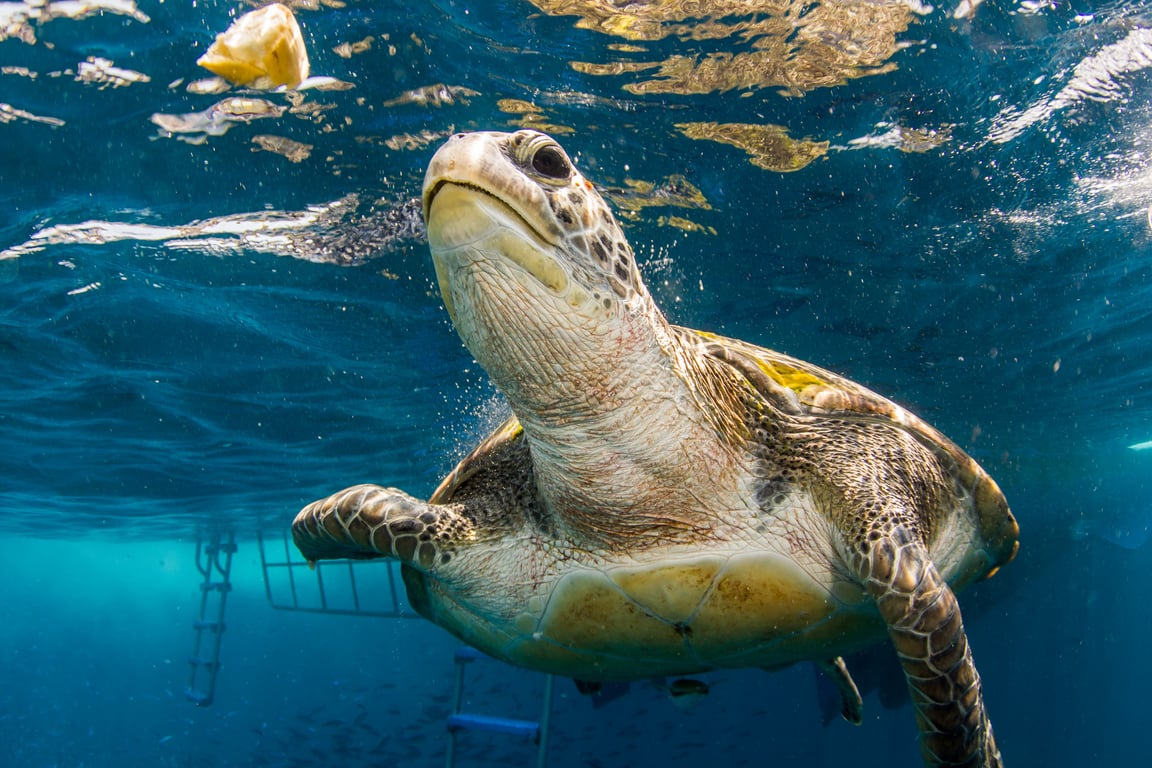 Scuba Diving Phuket gallery image 1