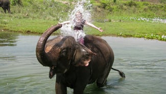 Douche with elephants in the sea activity in Thailand