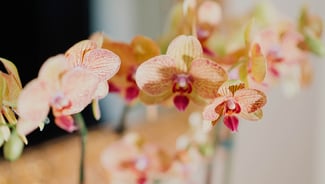 Phuket Orchid Farm point of interest in Thailand
