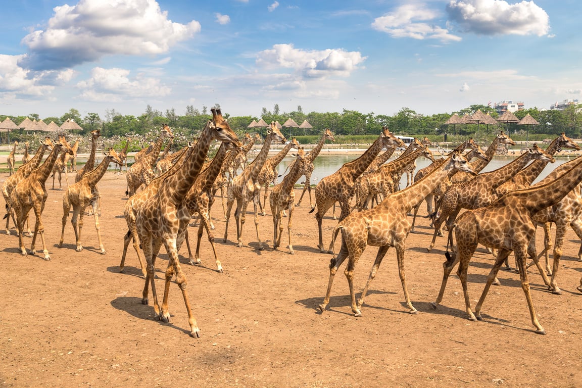 Feed the Giraffes — Safari World Park Bangkok