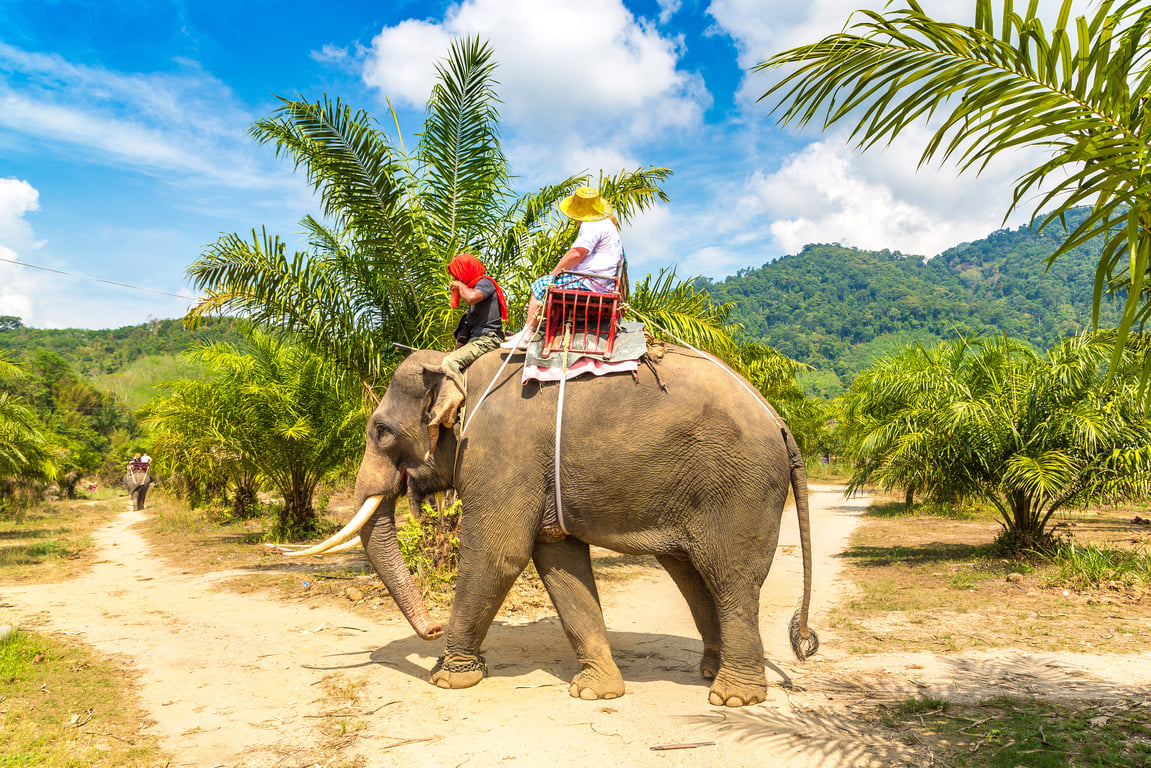 Elephant Sanctuaries Phuket Town — 14 Top-Rated Attractions in Phuket