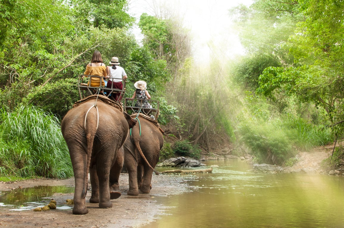 Elephant Trekking Tour gallery image 1