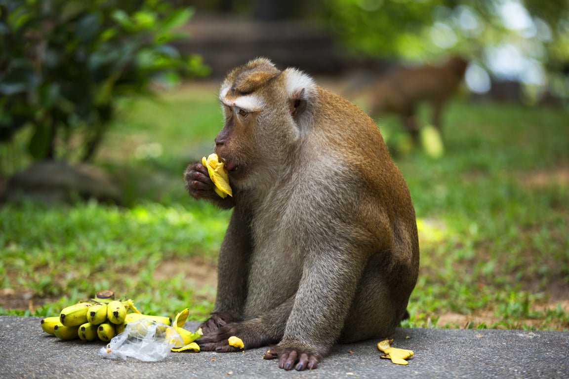 Phuket Zoo and Animal Parks gallery image 1