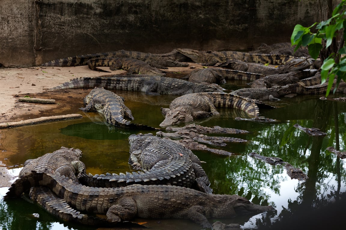 Crocodile World Phuket gallery image 1