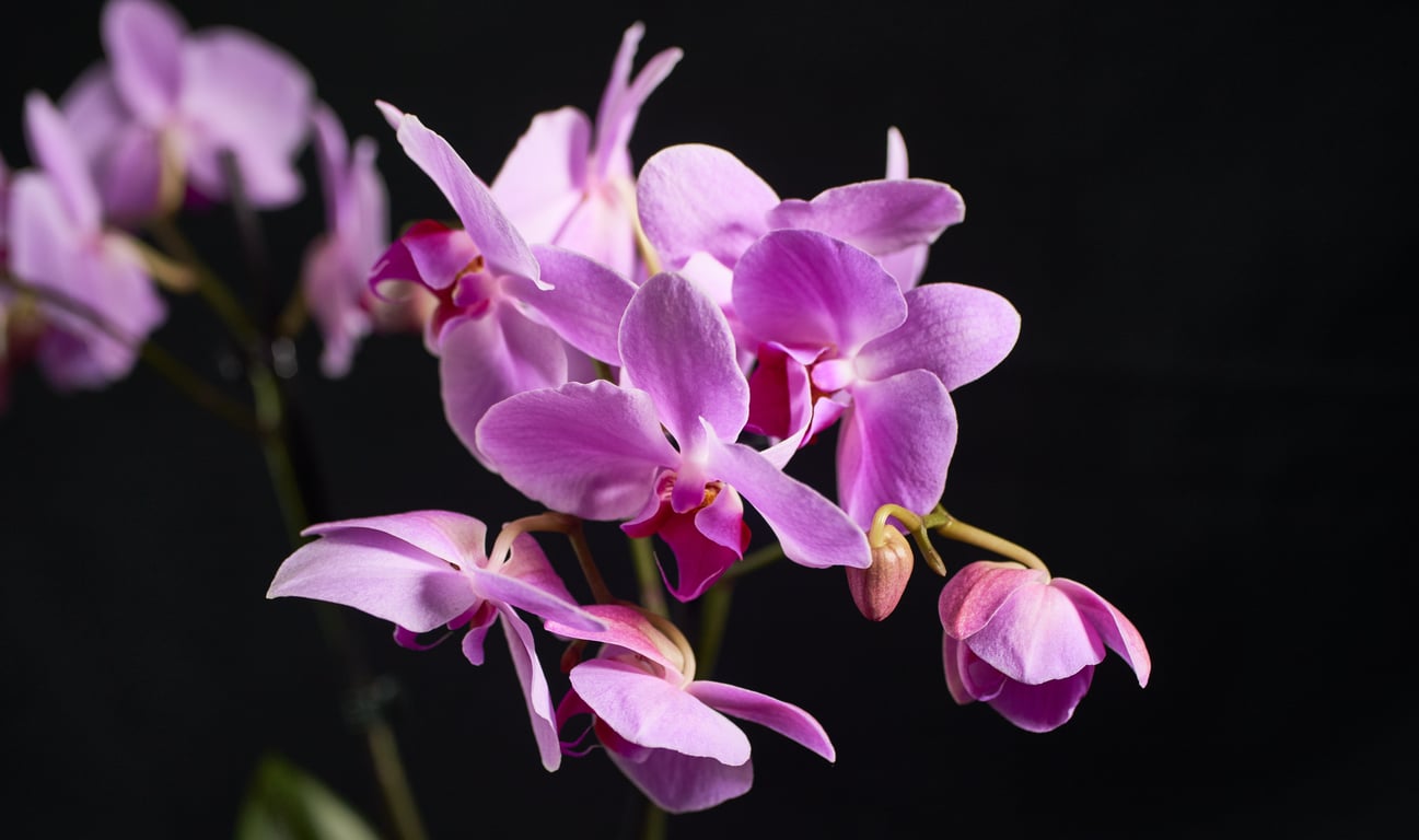 Phuket Orchid Farm gallery image 1