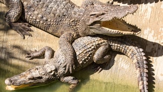 Phuket Zoo and Animal Parks point of interest in Thailand
