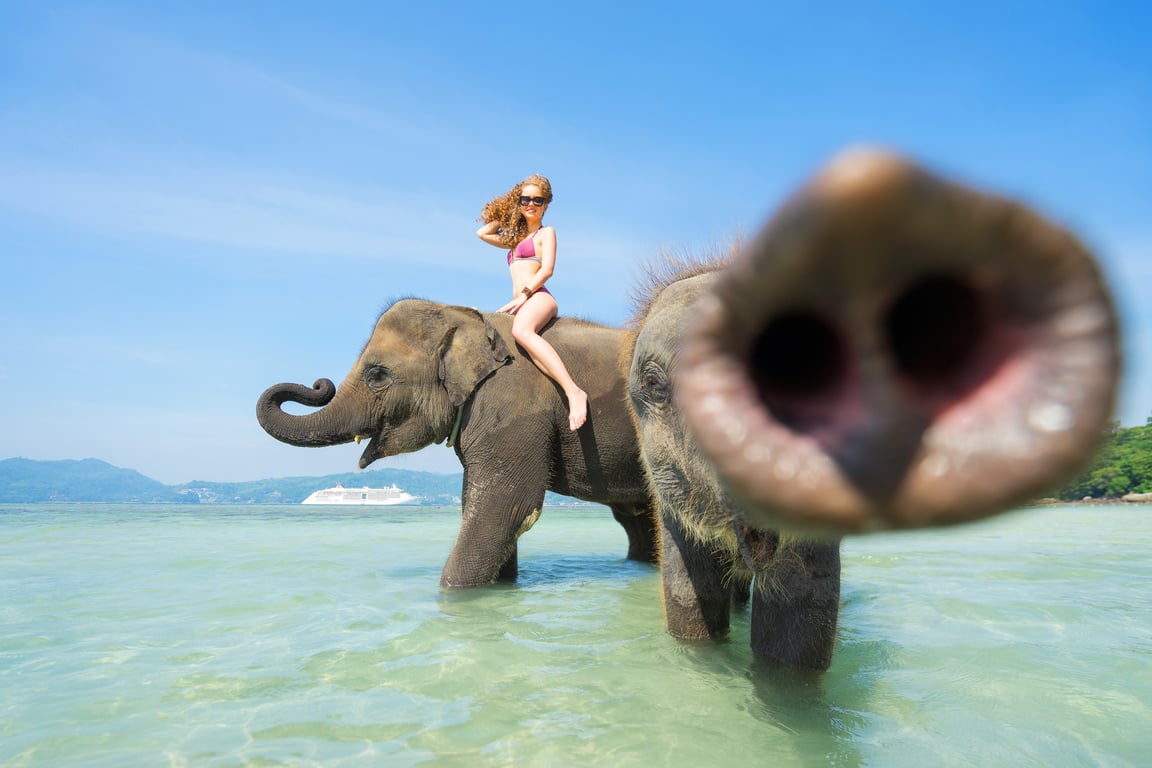 More about douche with elephants in the sea — Douche with elephants in the sea