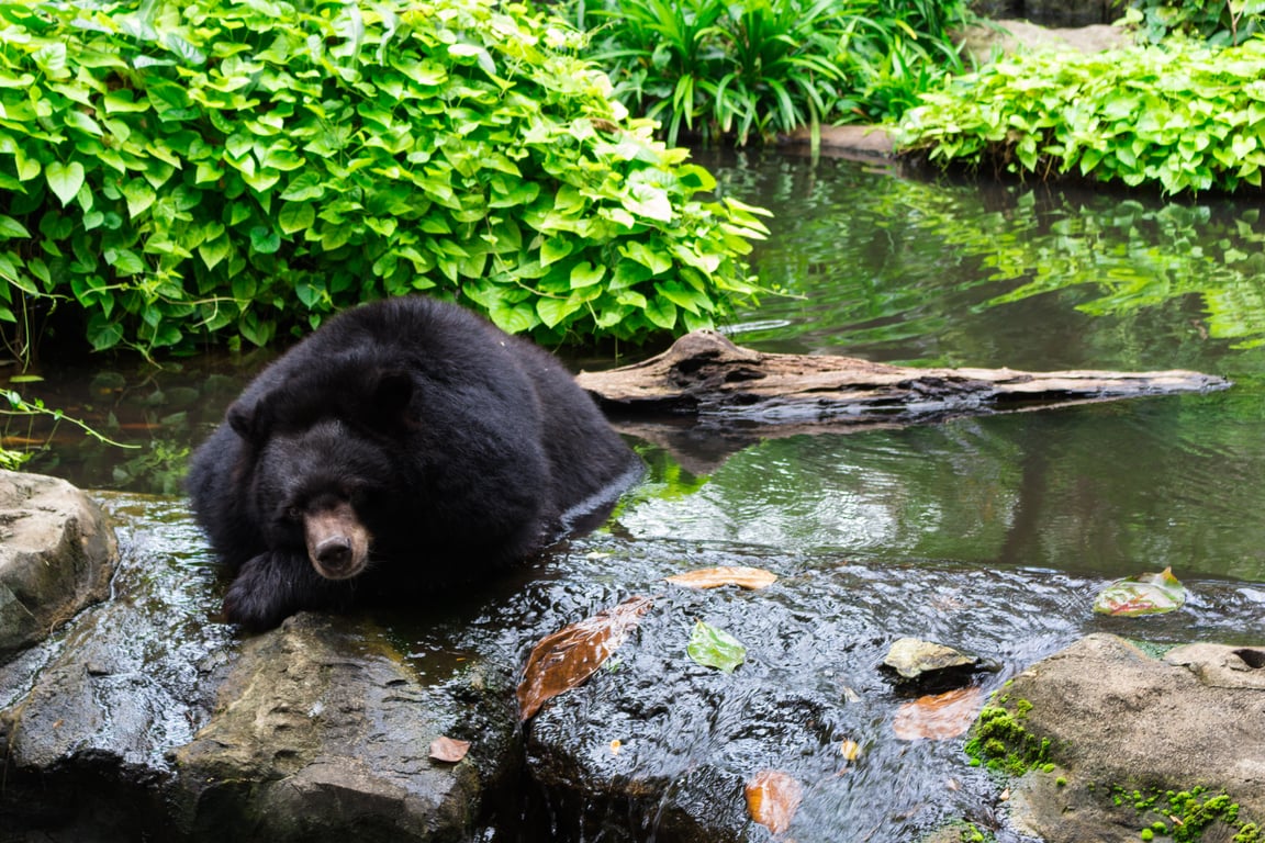 Dusit Zoo in Bangkok gallery image 1