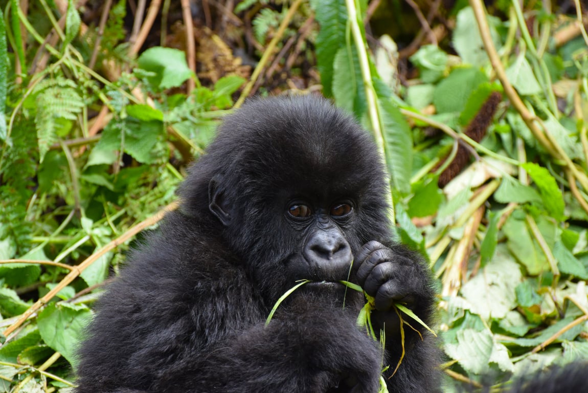Gibbon Rehabilitation Project gallery image 1