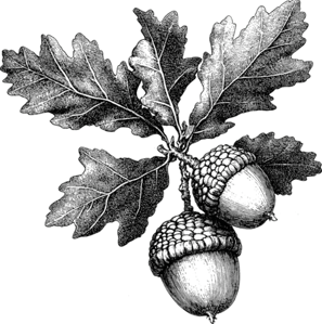 red oak acorn illustration