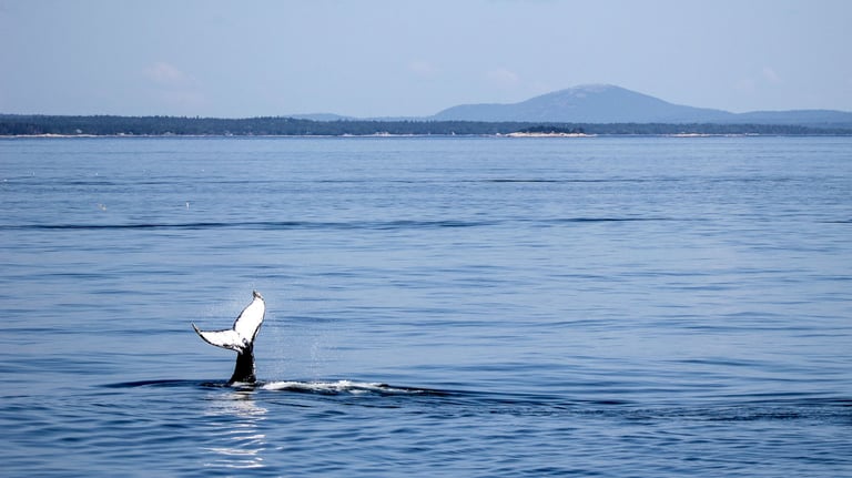 Humpback whale breaching in ocean