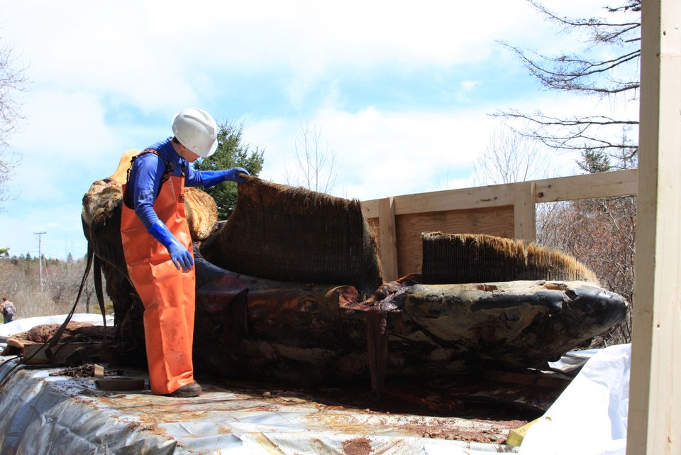 The process of articulating a whale skeleton takes between one and two years, according to COA Allied Whale senior scientist Dan DenDanto ’91. DenDanto is at the beginning stages of preserving the skeleton of Vector, a humpback whale well-known in New England waters.