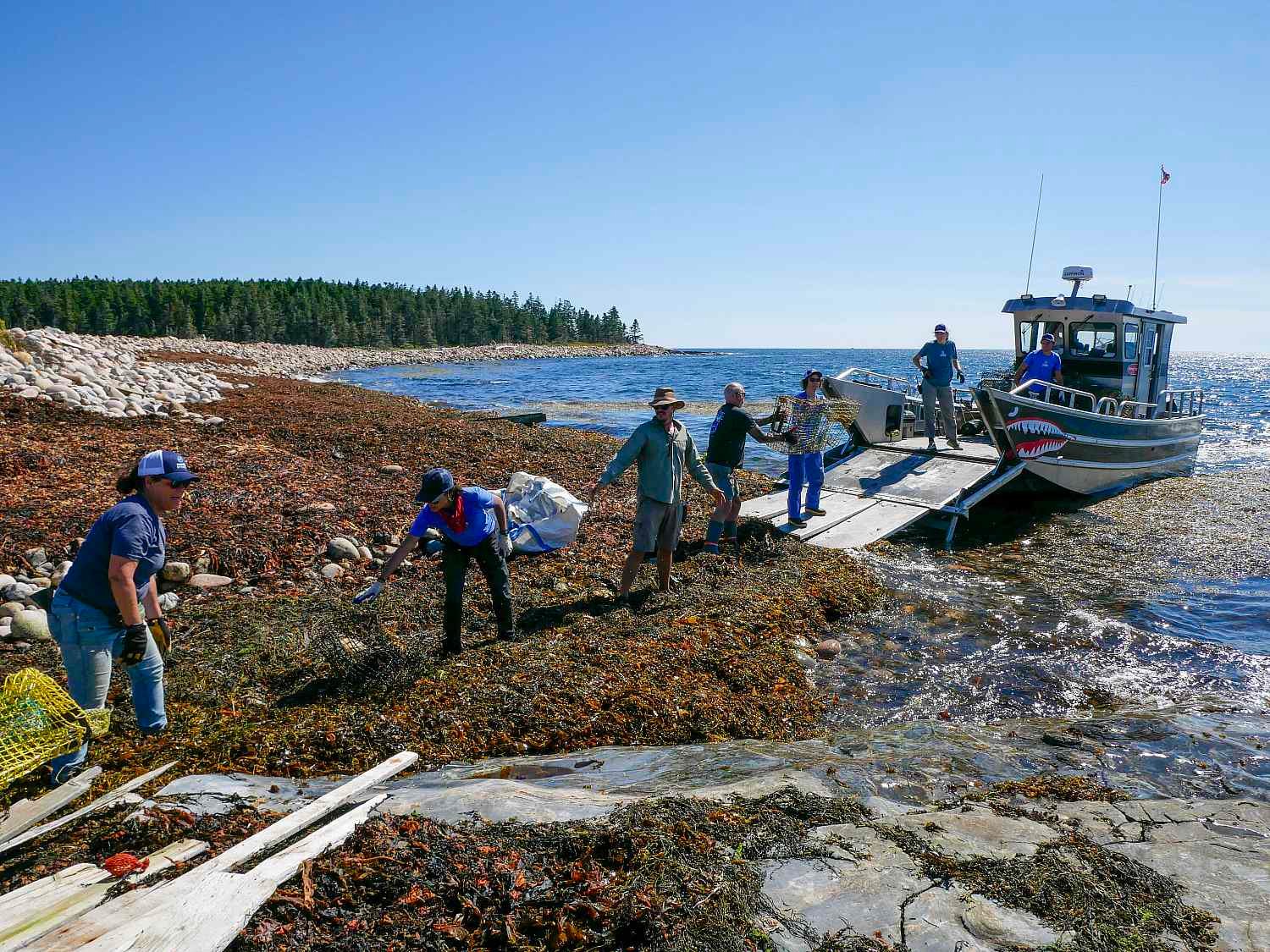 People collecting seaweed near boat.