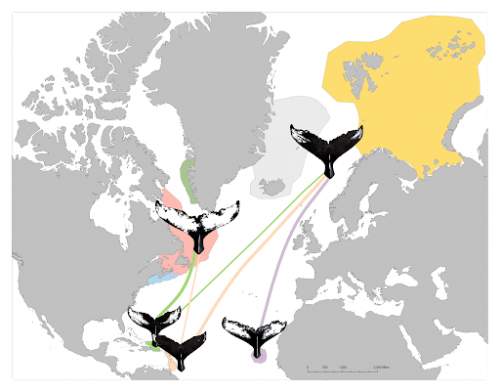 A graphic representation of the findings of Ocean-basin-wide movement patterns of North Atlantic humpback whales, Megaptera no...