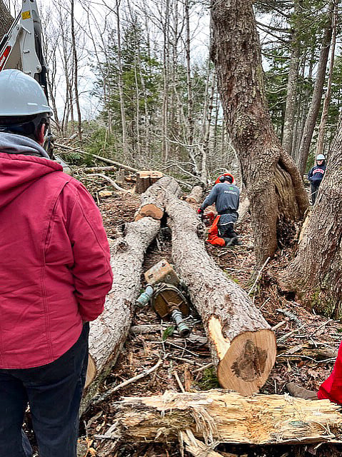 Wood, Stone, and Steel students observe the process of tree harvesting as they prepare to design and build their ben...
