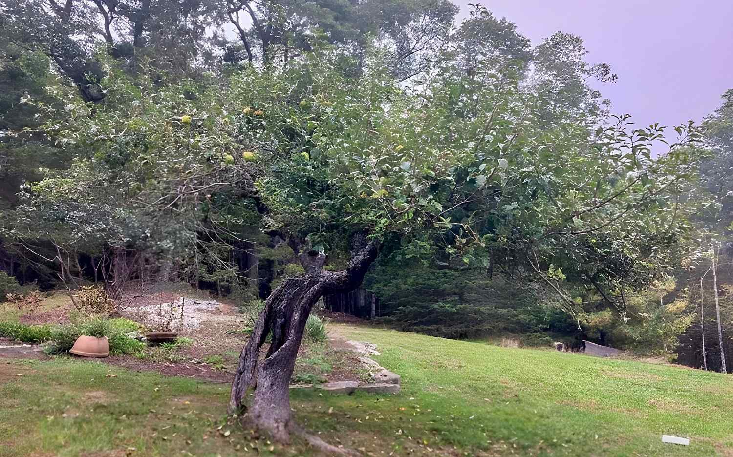 Twisted apple tree in green landscape