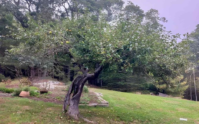 Twisted apple tree in green landscape