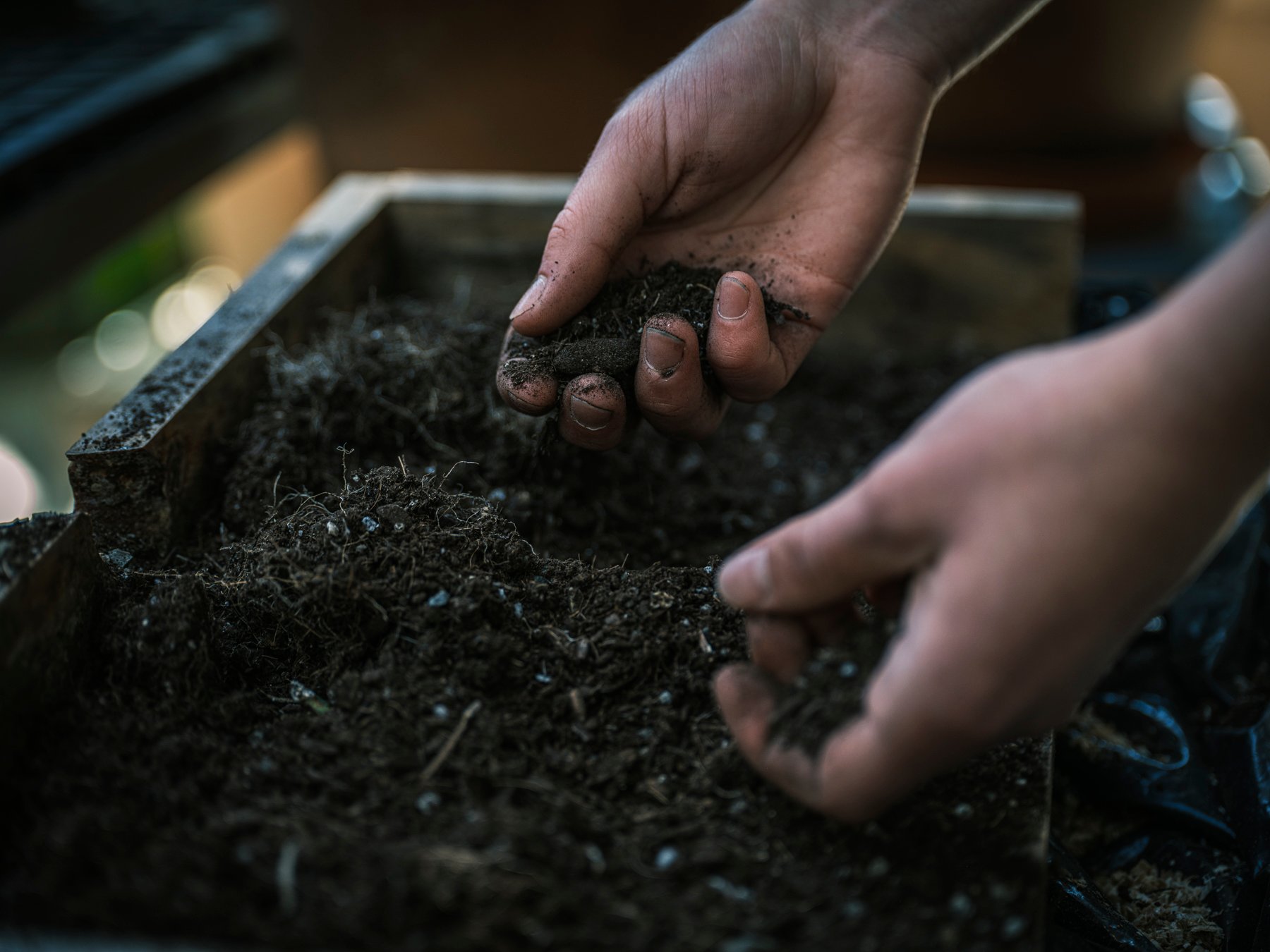 Hands holding soil in wooden box