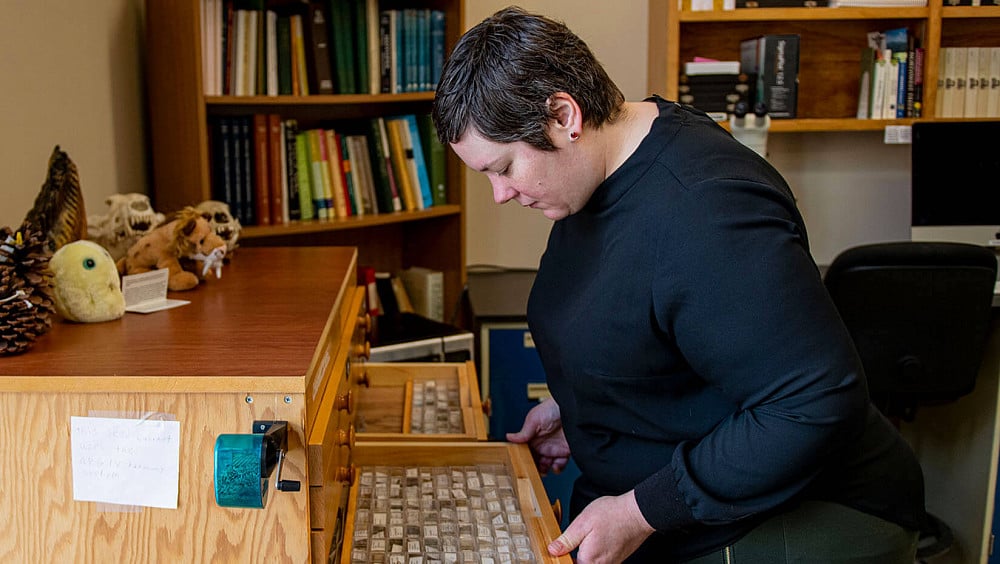 Person examining drawer of specimens
